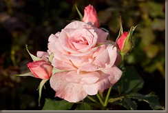512px-Bridal_pink_-_morwell_rose_garden_edit